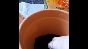 Пересадка лимона Мейера  / changing a pot of Meyer lemon tree