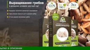 Грибы Вешенки Выращивание В Домашних Условиях