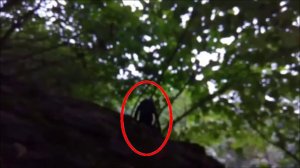 Странное существо снято на видео в лесу