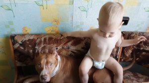 Питбуль Бонни: Ребенок и питбуль, кто доминирует?!!)))