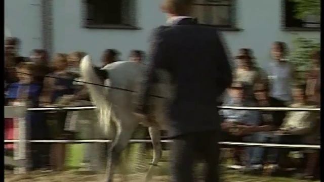 5 Арабские лошади