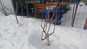 Крона «Бибаум».Обрезаю груши и яблони с интеркалярной вставкой.