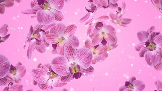 Flowers Orchid Abstract Background Looped Video | Ultra HD 4K смотреть онлайн