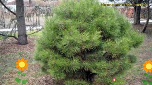 Сосна черная Стийн. Краткий обзор, описание характеристик, где купить pinus nigra Stijn смотреть онлайн