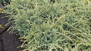 Можжевельник чешуйчатый "Хольгер" Juniperus squamata "Holger"