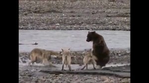 ВОЛЧЬЯ ОХОТА.wmv