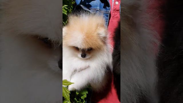 Маленькие ляльки.