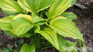 Хоста №1 со страйк окраской, хоста Калейдохром (Kaleidochrome)