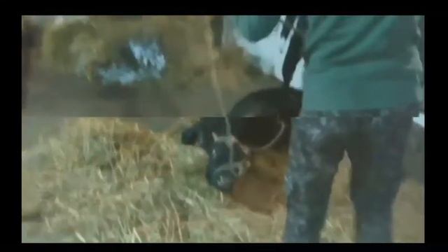 Сарсенбаев Т.Т. Тема: "Укрощение и повал сельскохозяйственных животных"