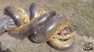 Giant Anaconda VS Crocodile   The Most Dangerous Wild Animals Fights HD VIDEO