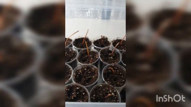 Укоренение крупнолистных гортензий одревесневшим черенком.