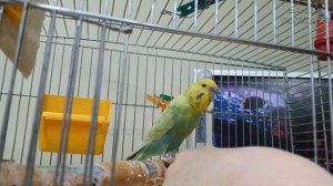 🐦Волнистый попугай и команда "Ко мне!"