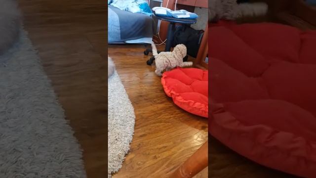 #2 Кокапу щеночки, 1,5 месяца смотреть онлайн