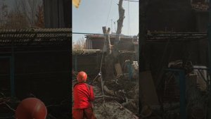 Как спилить сложное дерево с подвешиванием веток. Арбористика.