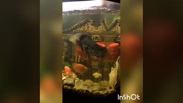 Рыба из Амазонки нападает . астронотус смотреть онлайн