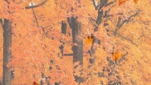 Кружатся,кружатся осенние листья