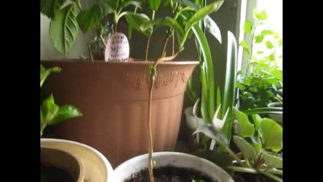 Гортензия крупнолистная после зимовки. смотреть онлайн