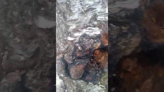 Чага и трутовик ложный (разница) . Урок для детей.