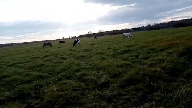 Съездили к бабули/Индюки /Коровы/Когда ждать отела!? Думаю переделать стойла у коров. смотреть онлайн