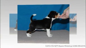 щенки басенджи продаются