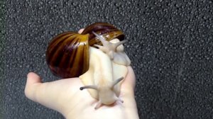 У меня ШОК! ЭТО ГЛИСТЫ у Ретикулят?????? Подскажите!!!!