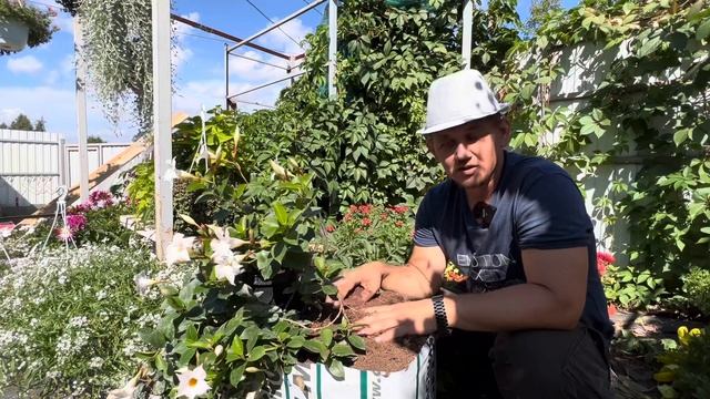 Секрет хорошей корневой системы. Торф профи микс. Торф класманн