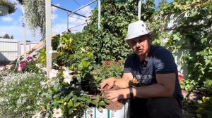 Секрет хорошей корневой системы. Торф профи микс. Торф класманн