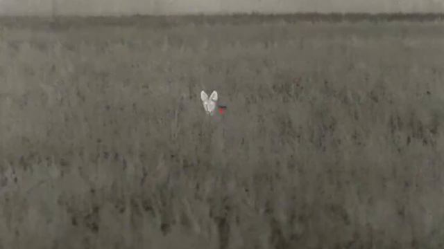 Hunter Eliminates Dozens of Coyotes from Extremely Close Range Using Thermal Imaging смотреть онлайн