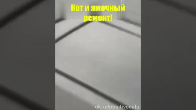 Кот и ямочный ремонт