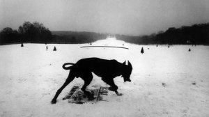 Will Oldham - All These Vicious Dogs