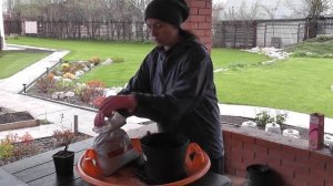 СПИРЕЯ иволистная из Касторамы. Я сажаю.