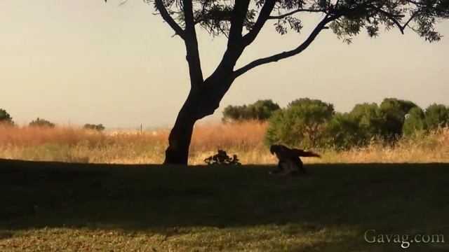 Орел против змеи смотреть онлайн