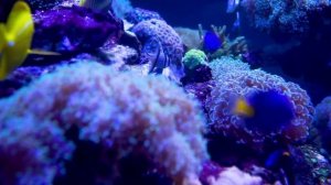 Underwater Serenity in 4K Ultra HD: Enchanting Coral Reef Fish with Relaxing Sleep Meditation Melod