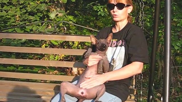 О породе ксолоитцкуинтли