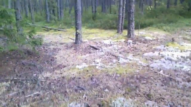 БЕЛЫЙ ГРИБ 2017!