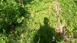 Тонны металлолома разбросаны по лесу.Металлокоп на каракате.