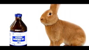 Лечение кокцидиоза у кроликов