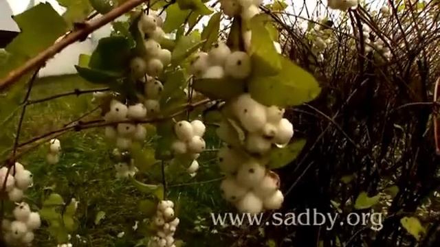 Снежноягодник. Обрезка декоративных кустарников. Урок 21. Автор Николай Рабушко. ©