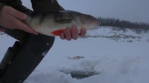 ЭТО ДИНОЗАВРЫ КАКИЕ-ТО!!! ПЕРВЫЙ ЛЕД 2021-2022. ЯКУТИЯ. Рыбалка по первому льду.