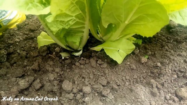 Огурцы и Пекинская капуста в теплице. Обзор на 20мая. смотреть онлайн