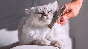 Как правильно ухаживать за пушистой кошкой? Югорчанам дали несколько советов