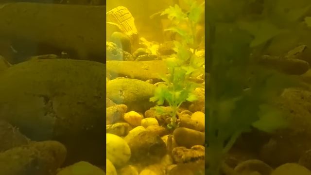 Мраморный рак аквариумный вылазит со дна на поверхность воды покушать водоросли ряску смотреть онлайн