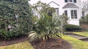 Needle palms can take many different forms