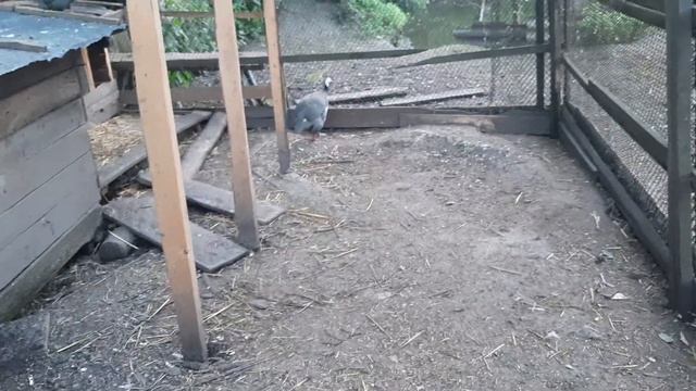 ДРЕСИРУЮ ЦЕСАРОК ЕСТЬ КОЛОРАДСКОГО ЖУКА смотреть онлайн