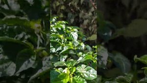Хабанеро Ред, Habanero Red,  Круглогодичное выращивание, 28 перчиков зимой