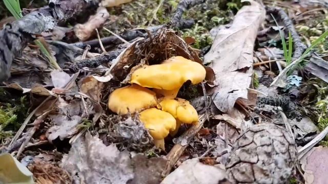 Черничный хутор . Сбор грибов в июне 2020 . Огромная поляна лисичек . Свиньи помогают искать грибы смотреть онлайн