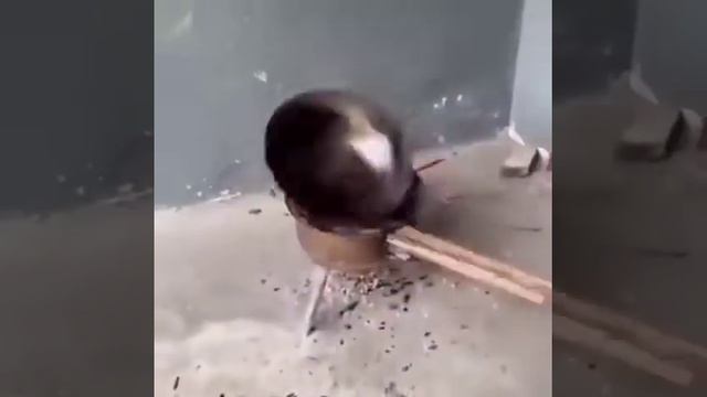 как правильно приготовить рыбу смотреть онлайн