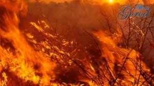 Стебель растения. Его строение и каким он бывает.