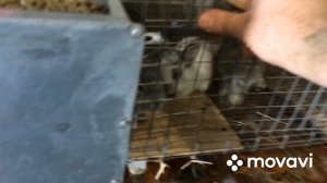 Комбикорм для кроликов, крольчата растут не по дня, а по часам!