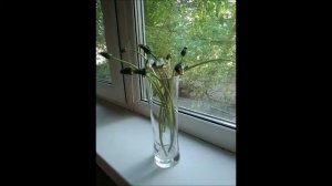 Как сушить одуванчики